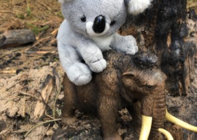 Koala - Doba ledová (4)